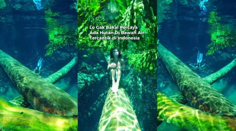Viral Ada Hutan di Bawah Air, Satu-satunya di Indonesia yang Menakjubkan! Viral Ada Hutan di Bawah Air, Satu-satunya di Indonesia yang Menakjubkan!