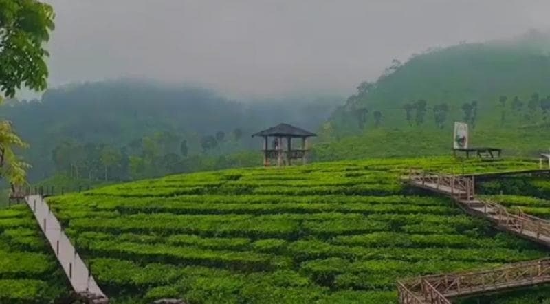 5 Desa di Jember Punya Pemandangan Menakjubkan, Sering Tertutup Kabut Suasananya Bikin Tenang 5 Desa di Jember Punya Pemandangan Menakjubkan, Sering Tertutup Kabut Suasananya Bikin Tenang