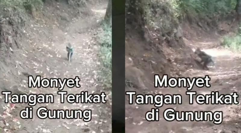 Viral Monyet dengan Tangan Terikat Berlarian di Gunung Panderman, Netizen: Kasian Trauma Jadi Lari Viral Monyet dengan Tangan Terikat Berlarian di Gunung Panderman, Netizen: Kasian Trauma Jadi Lari