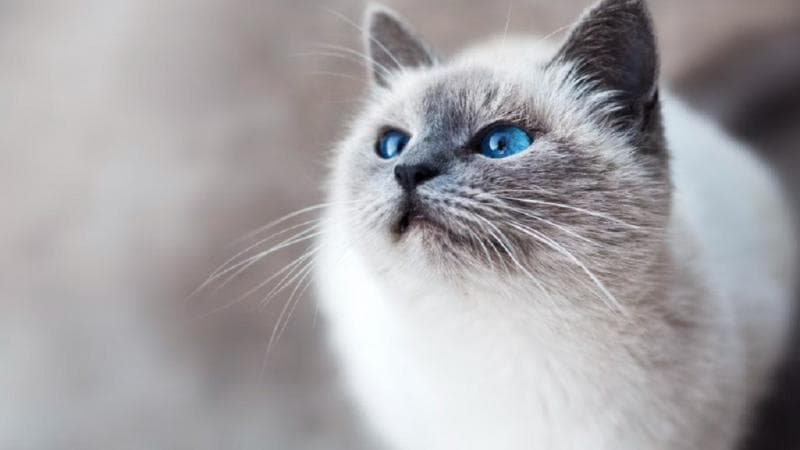 Kenapa Kucing Suka Mengeong pada Manusia Dibanding ke Sesamanya? Kenapa Kucing Suka Mengeong pada Manusia Dibanding ke Sesamanya?