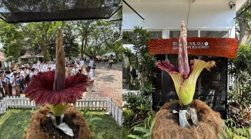 Fenomena Langka Bunga Bangkai Terbesar di Dunia Mekar di Kebun Raya Purwodadi Fenomena Langka Bunga Bangkai Terbesar di Dunia Mekar di Kebun Raya Purwodadi