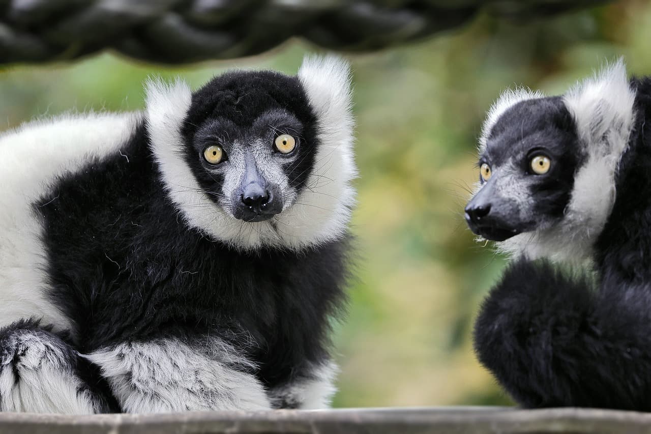7 Fakta Unik Indri alias Babakoto, Lemur Terbesar di Dunia dari Madagaskar 7 Fakta Unik Indri alias Babakoto, Lemur Terbesar di Dunia dari Madagaskar