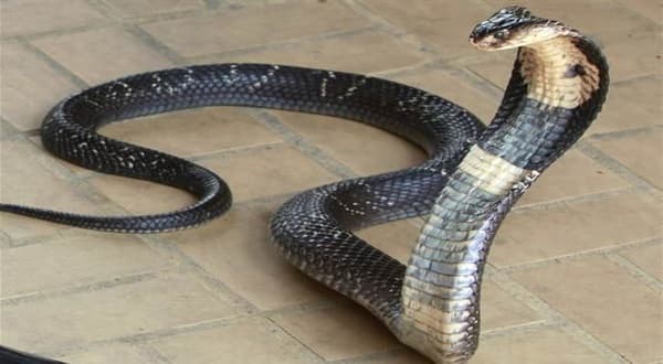 Kenapa Kepala Ular Kobra Lebih Lebar dari Badannya? Simak Penjelasannya Kenapa Kepala Ular Kobra Lebih Lebar dari Badannya? Simak Penjelasannya