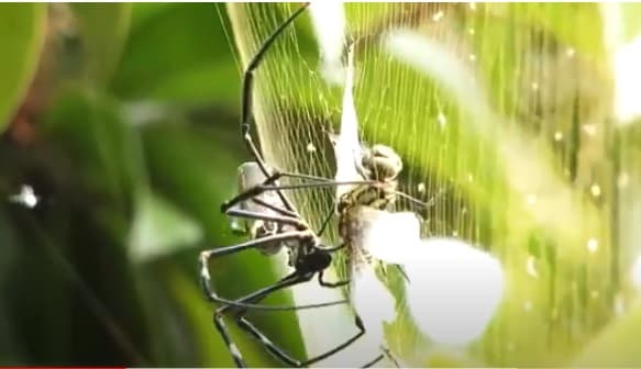 Ternyata Ini Alasan Banyak Sarang Laba-laba di Rumah Ternyata Ini Alasan Banyak Sarang Laba-laba di Rumah