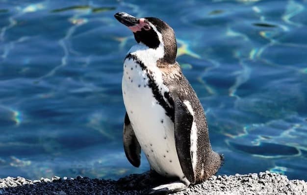 Kenapa Burung Penguin Tak Bisa Terbang meski Punya Sayap? Kenapa Burung Penguin Tak Bisa Terbang meski Punya Sayap?