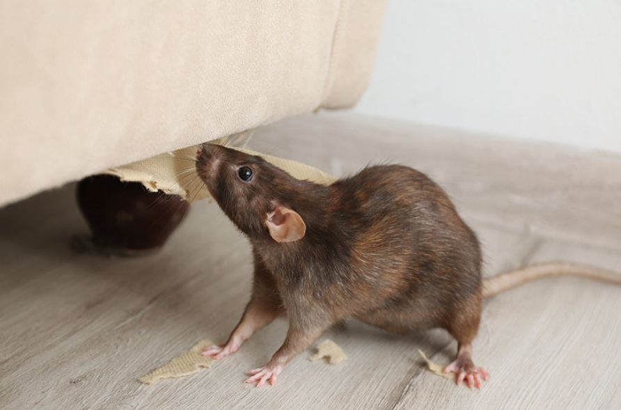 Ternyata Ini Alasan Tikus Suka Gigit Kabel Ternyata Ini Alasan Tikus Suka Gigit Kabel