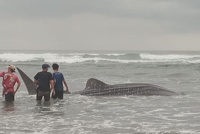 Hiu Tutul Terdampar di Pantai Parangtritis Bantul Hiu Tutul Terdampar di Pantai Parangtritis Bantul