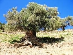 Simak Penelitian tentang Pohon Gharqad, Ditanam Israel di Gaza Simak Penelitian tentang Pohon Gharqad, Ditanam Israel di Gaza