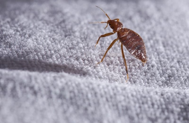 Warning, Doyan Belanja Baju Bekas Tingkatkan Risiko Kena Kutu Busuk Warning, Doyan Belanja Baju Bekas Tingkatkan Risiko Kena Kutu Busuk