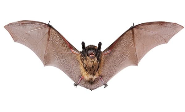 Ilmuwan Meneliti Peristiwa Kelelawar Kawin di Atap Gereja, Ini Hasilnya Ilmuwan Meneliti Peristiwa Kelelawar Kawin di Atap Gereja, Ini Hasilnya