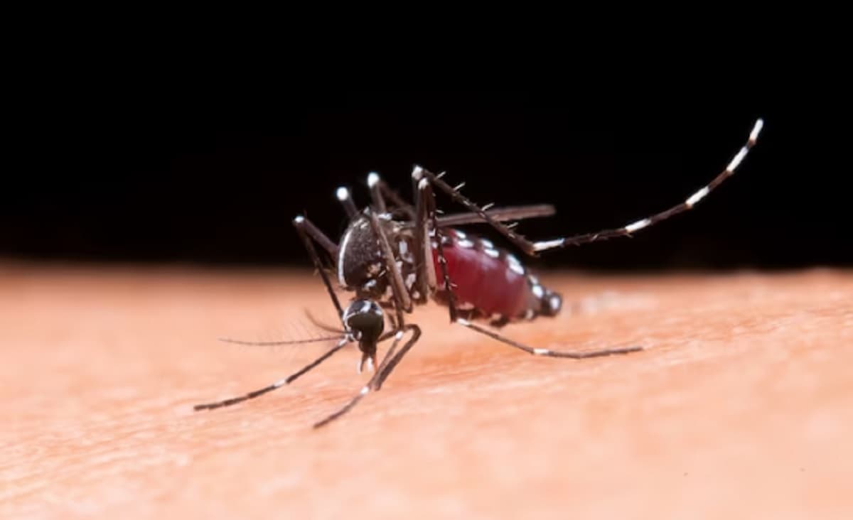 Apakah Gigitan Nyamuk Aedes Aegypti Berwolbachia dapat Sebabkan DBD? Ini Penjelasannya Apakah Gigitan Nyamuk Aedes Aegypti Berwolbachia dapat Sebabkan DBD? Ini Penjelasannya