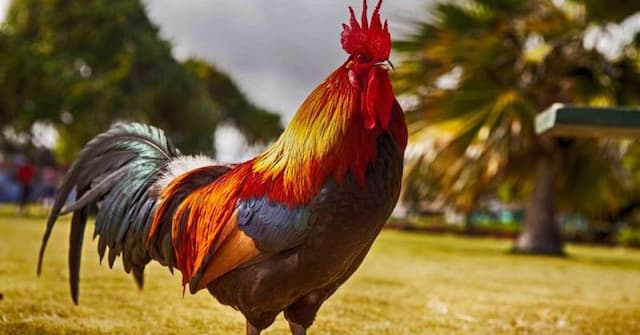 Kisah Unik Ayam Jago Kesayangan Raja Majapahit yang Selalu Dampingi untuk Mengawasi Rakyatnya