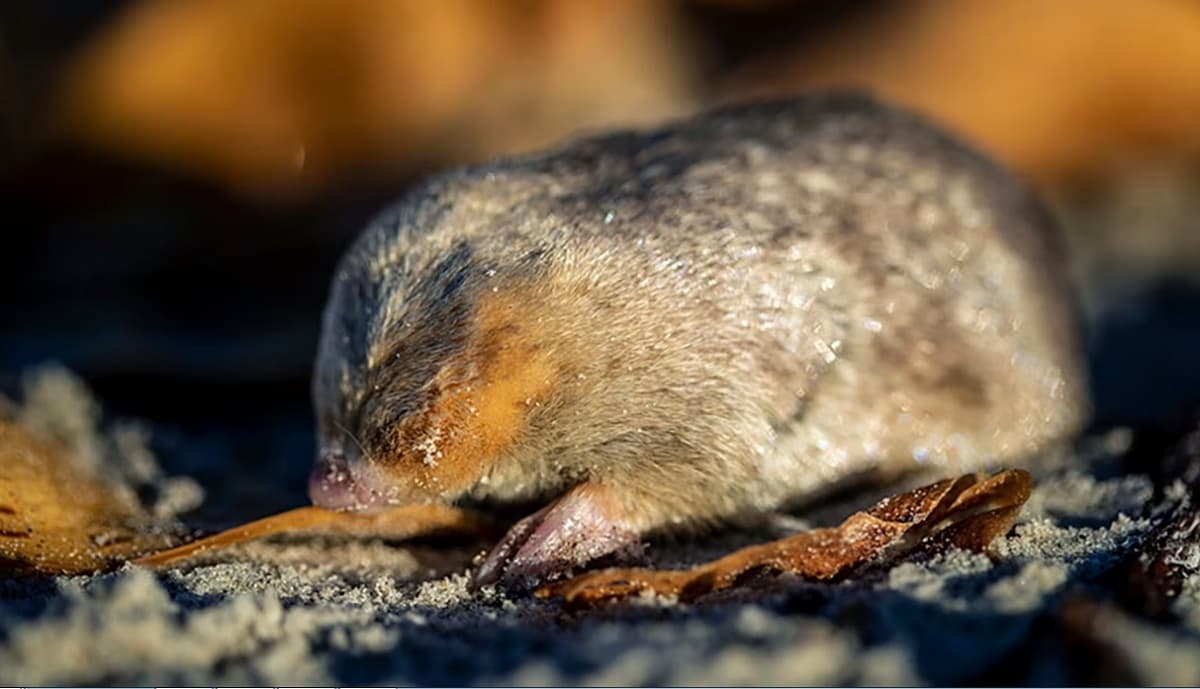 Dikira Punah Setelah Tak Pernah Terlihat dalam 80 Tahun, Tikus Mondok Berbulu Emas Ditemukan Kembali Dikira Punah Setelah Tak Pernah Terlihat dalam 80 Tahun, Tikus Mondok Berbulu Emas Ditemukan Kembali