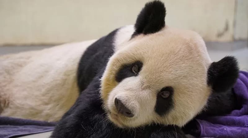 Gagal Beranak, Panda Raksasa Kembali ke China Bikin Sedih Banyak Orang Gagal Beranak, Panda Raksasa Kembali ke China Bikin Sedih Banyak Orang