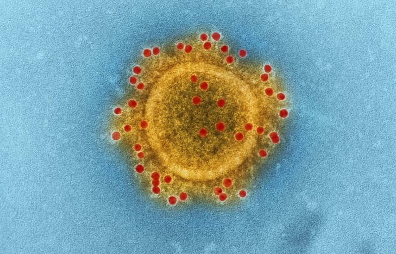 Apa Perbedaan Varian Covid EG.5, Delta dan Omicron? Apa Perbedaan Varian Covid EG.5, Delta dan Omicron?