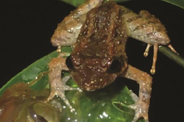 Ternyata Kodok Bertaring Terkecil di Dunia Ada di Indonesia, Ini Penampakannya Ternyata Kodok Bertaring Terkecil di Dunia Ada di Indonesia, Ini Penampakannya