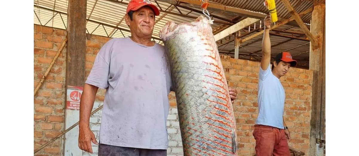 Kisah Ikan Tawar Raksasa yang Memakan Ikan Piranha untuk Sarapan, Panjang 4 Meter dan Berat 200 Kg Kisah Ikan Tawar Raksasa yang Memakan Ikan Piranha untuk Sarapan, Panjang 4 Meter dan Berat 200 Kg