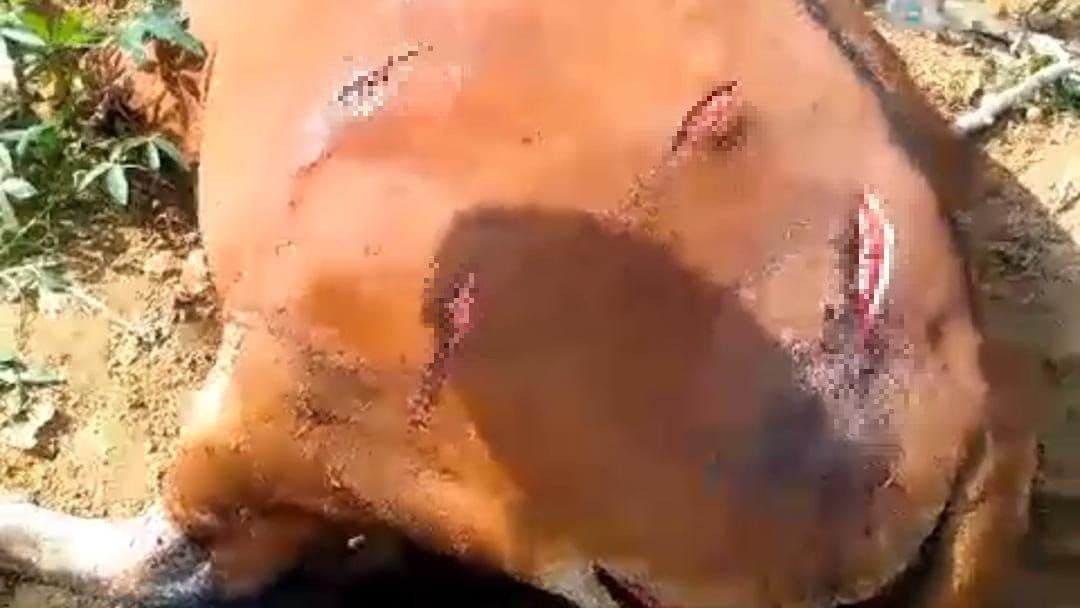 5 Sapi Dibantai Gegara Mengobrak-abrik Lahan Jagung, Polisi Turun Tangan 5 Sapi Dibantai Gegara Mengobrak-abrik Lahan Jagung, Polisi Turun Tangan