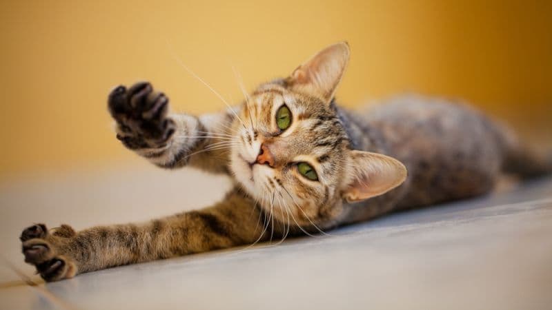 100 Nama Kucing Kembar Lucu Beserta Artinya 100 Nama Kucing Kembar Lucu Beserta Artinya