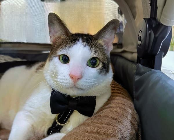 Canda Hashim soal Prabowo Bawa Kucing Bobby Kertanegara: Mudah-mudahan di Istana Tak Ada Tikus Canda Hashim soal Prabowo Bawa Kucing Bobby Kertanegara: Mudah-mudahan di Istana Tak Ada Tikus