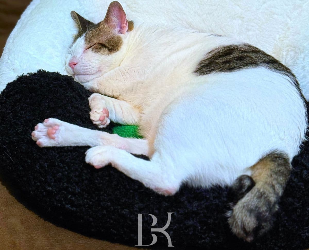 5 Potret Gemoy Bobby Kertanegara, Kucing Kesayangan Presiden Prabowo Penghuni Istana Merdeka 5 Potret Gemoy Bobby Kertanegara, Kucing Kesayangan Presiden Prabowo Penghuni Istana Merdeka