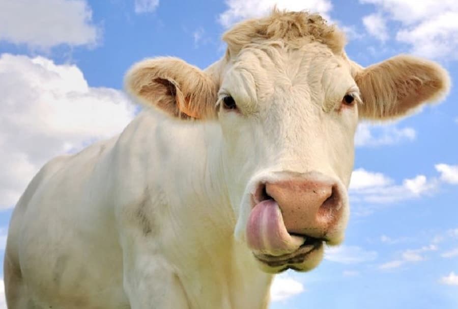 Makanan Ini Tinggi Protein tapi Bisa Bikin Asam Urat Kambuh! Makanan Ini Tinggi Protein tapi Bisa Bikin Asam Urat Kambuh!