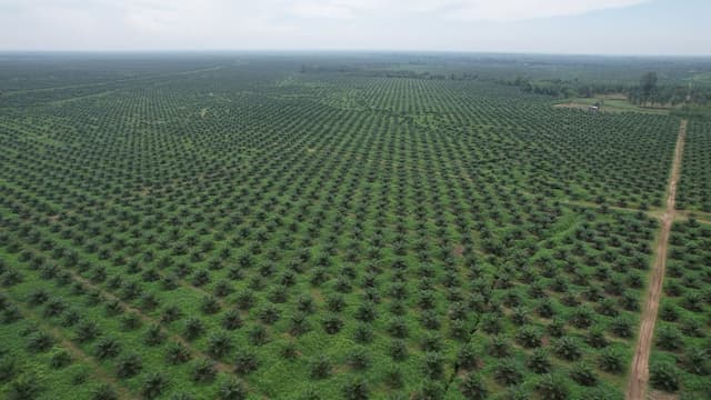 Laba Unaudited PalmCo Tembus Rp6 Triliun di 2025, Produksi TBS Sawit 20,6 Ton Laba Unaudited PalmCo Tembus Rp6 Triliun di 2025, Produksi TBS Sawit 20,6 Ton