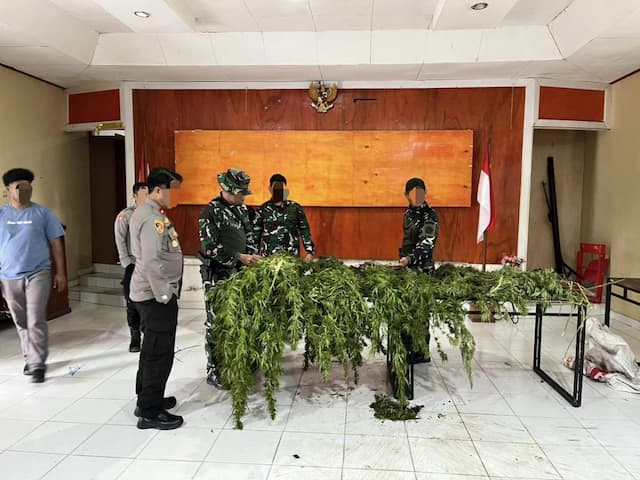 Tim Gabungan Satgas Damai Cartenz Temukan Ladang Ganja di Pegunungan Bintang Tim Gabungan Satgas Damai Cartenz Temukan Ladang Ganja di Pegunungan Bintang