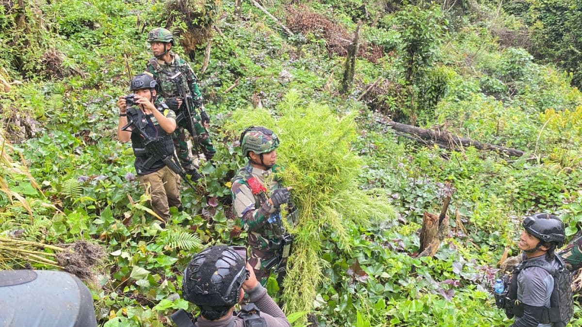 TNI Temukan Ladang Ganja di Pedalaman Hutan Papua, Satu Orang Ditangkap! TNI Temukan Ladang Ganja di Pedalaman Hutan Papua, Satu Orang Ditangkap!