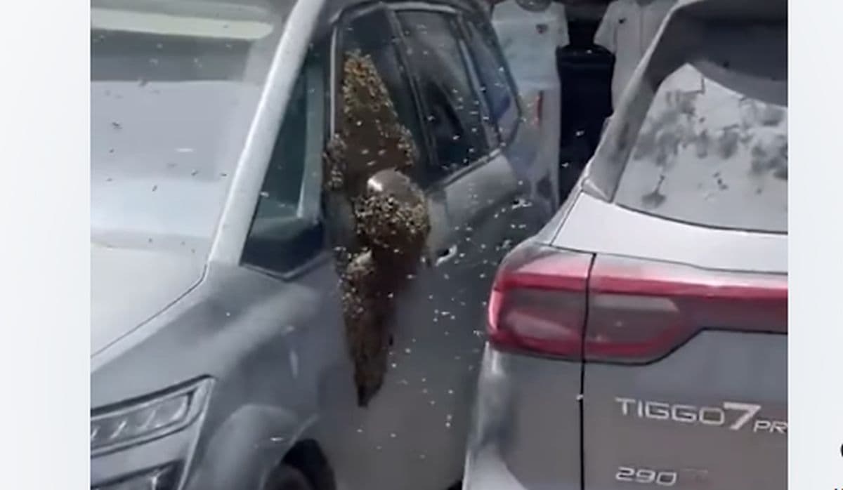 Fenomena Langka! Puluhan Ribu Lebah "Serbu" Kota di Israel Fenomena Langka! Puluhan Ribu Lebah "Serbu" Kota di Israel