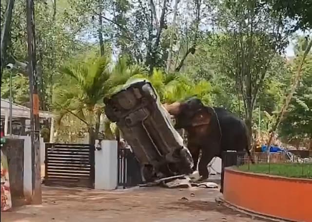 Viral Gajah Mengamuk di Kuil India, Hancurkan Mobil dan Tewaskan Satu Orang Viral Gajah Mengamuk di Kuil India, Hancurkan Mobil dan Tewaskan Satu Orang