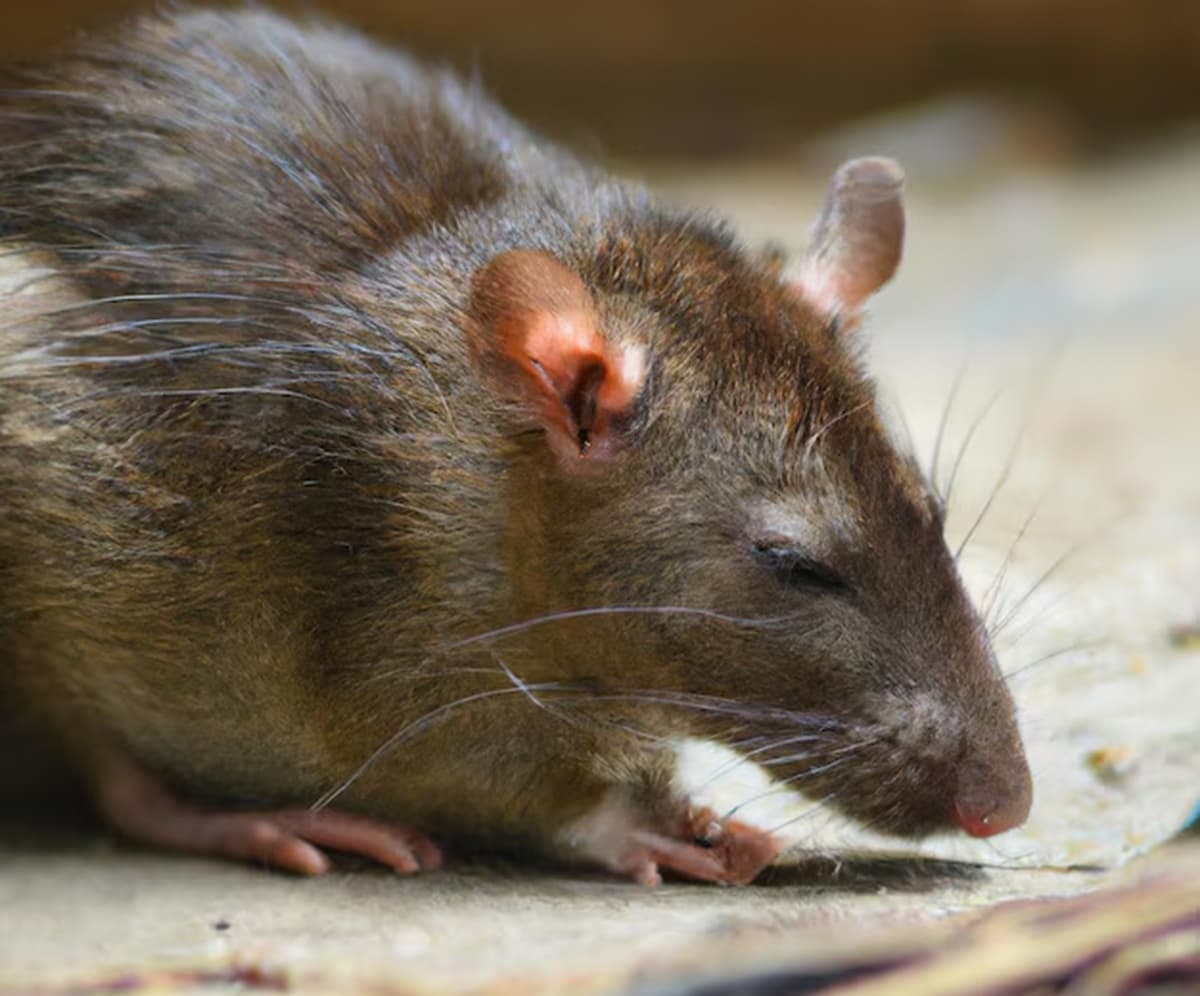 Ahli Epidemiologi: Indonesia Masih Miliki Peluang Cegah Virus Hanta Ahli Epidemiologi: Indonesia Masih Miliki Peluang Cegah Virus Hanta
