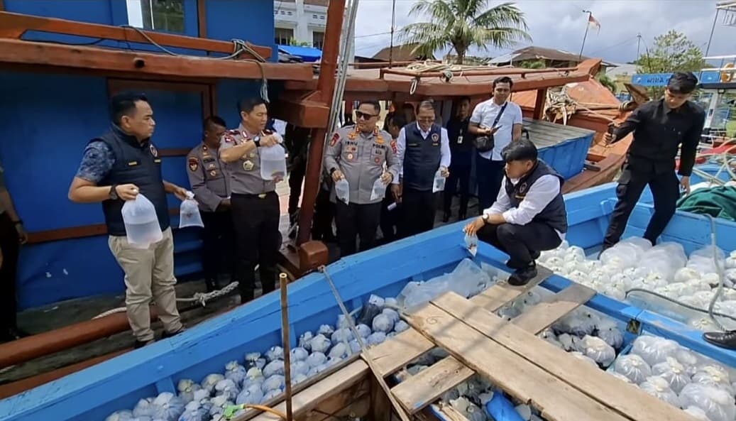 Polda Sumbar Gagalkan Penyelundupan Ribuan Ikan Hias ke Bali hingga Singapura, Tangkap 5 Pelaku Polda Sumbar Gagalkan Penyelundupan Ribuan Ikan Hias ke Bali hingga Singapura, Tangkap 5 Pelaku