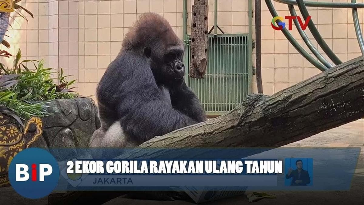 Momen Unik Dua Gorila Ragunan Rayakan Ulang Tahun Momen Unik Dua Gorila Ragunan Rayakan Ulang Tahun