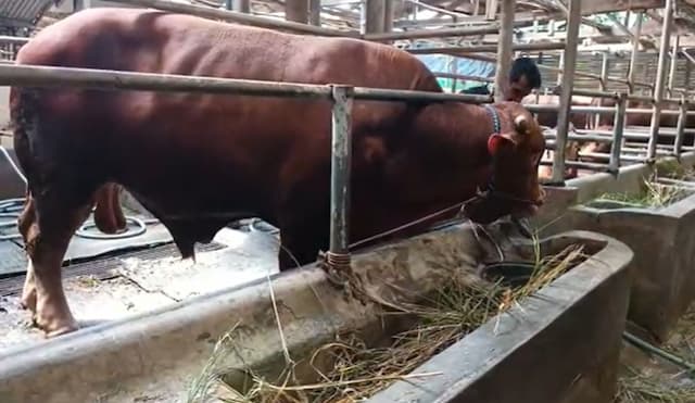 Pemerintah Pastikan Ketersediaan Hewan Kurban Aman Jelang Idul Adha 2026 Pemerintah Pastikan Ketersediaan Hewan Kurban Aman Jelang Idul Adha 2026