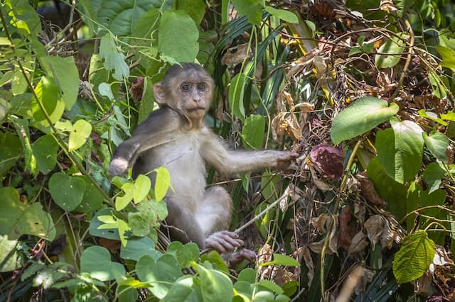 Monkey Malaria, Kenali Gejala dan Pola Penularannya Monkey Malaria, Kenali Gejala dan Pola Penularannya