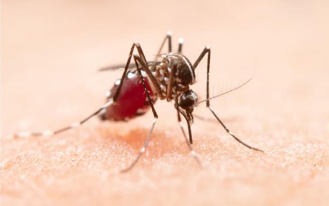 Tenang, Risiko Penularan Malaria Monyet di Perkotaan Sangat Rendah Tenang, Risiko Penularan Malaria Monyet di Perkotaan Sangat Rendah