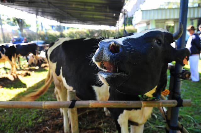 Peluang Cuan Idul Adha, Ini Modal untuk Bisnis Ternak Sapi dan Kambing Peluang Cuan Idul Adha, Ini Modal untuk Bisnis Ternak Sapi dan Kambing
