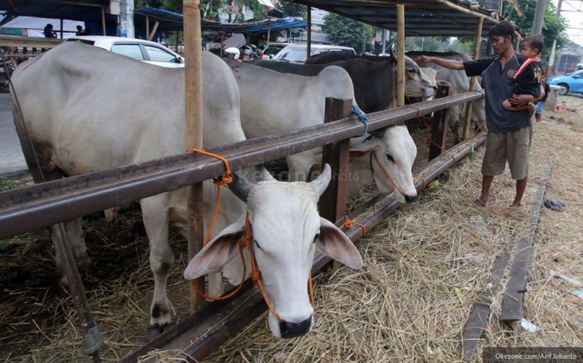 Sebentar Lagi Idul Adha, Begini Cara Memilih Hewan Kurban yang Layak dan Sehat Sebentar Lagi Idul Adha, Begini Cara Memilih Hewan Kurban yang Layak dan Sehat