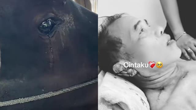 Viral, Sapi Ngamuk dan Seruduk Pemilik karena Mau Dijual tapi Menangis saat Dinasehati Viral, Sapi Ngamuk dan Seruduk Pemilik karena Mau Dijual tapi Menangis saat Dinasehati