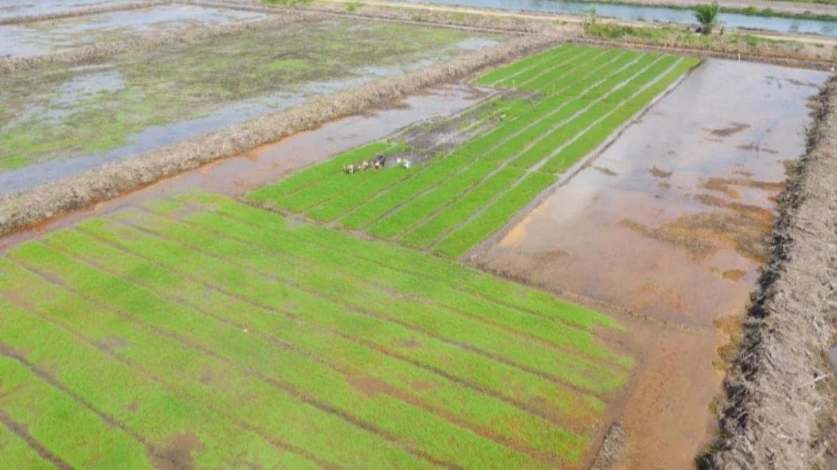 Tokoh Adat Sebut Ketahanan Pangan di Papua Menguat Seiring Pelaksanaan PSN Tokoh Adat Sebut Ketahanan Pangan di Papua Menguat Seiring Pelaksanaan PSN