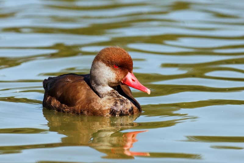 Apa Itu Duck Syndrome, Begini Gejalanya! Apa Itu Duck Syndrome, Begini Gejalanya!