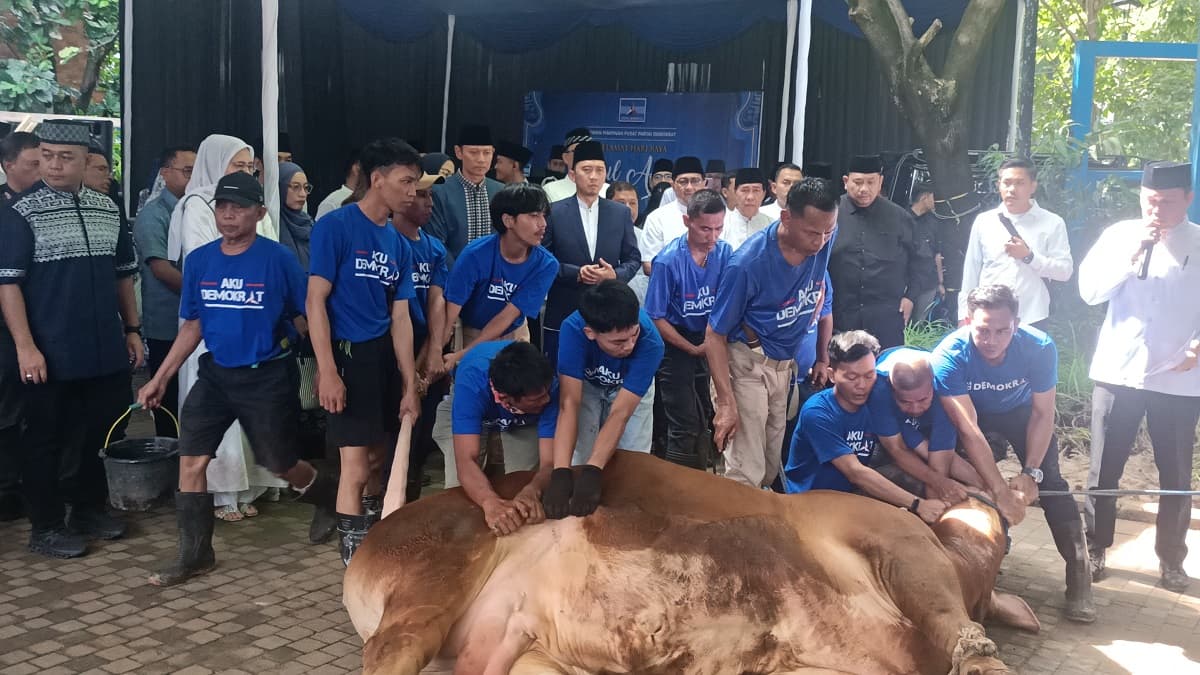 Partai Demokrat Kurbankan 63 Ekor Sapi di Iduladha Tahun Ini, Ada Milik SBY dan AHY Partai Demokrat Kurbankan 63 Ekor Sapi di Iduladha Tahun Ini, Ada Milik SBY dan AHY
