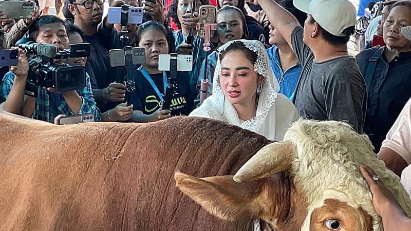 Kerja di Luar Kota saat Idul Adha, Dewi Perssik Pulang Naik Jet Pribadi demi Pantau Sapi Kurban Kerja di Luar Kota saat Idul Adha, Dewi Perssik Pulang Naik Jet Pribadi demi Pantau Sapi Kurban