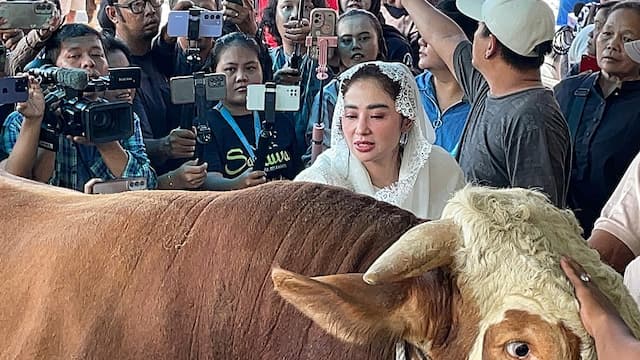Kerja di Luar Kota saat Idul Adha, Dewi Perssik Pulang Naik Jet Pribadi demi Pantau Sapi Kurban Kerja di Luar Kota saat Idul Adha, Dewi Perssik Pulang Naik Jet Pribadi demi Pantau Sapi Kurban