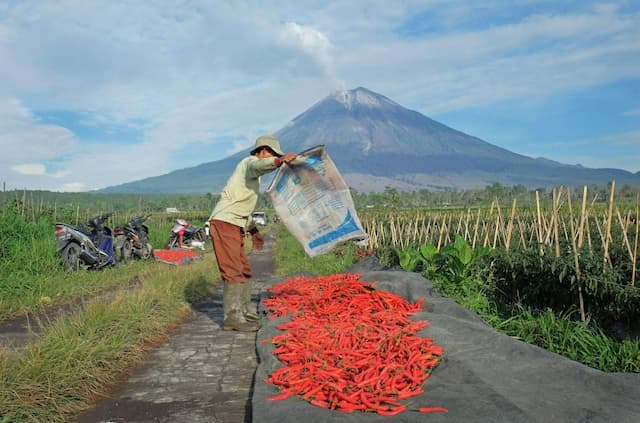Dukung Ketahanan Pangan, BRI Salurkan KUR Rp65,9 Triliun Jangkau 558 Ribu Petani dan 23 Ribu Nelayan Dukung Ketahanan Pangan, BRI Salurkan KUR Rp65,9 Triliun Jangkau 558 Ribu Petani dan 23 Ribu Nelayan