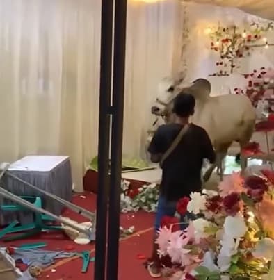 Viral! Sapi Rusak Acara Pernikahan Sampai Pelaminan Hancur, Pengantin Histeris Viral! Sapi Rusak Acara Pernikahan Sampai Pelaminan Hancur, Pengantin Histeris