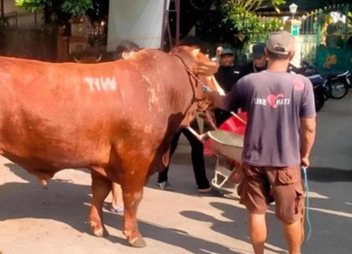 Heboh Sapi Kurban 1,1 Ton Bertuliskan 'TIW' Dikirim ke Masjid Dekat Rumah Amien Rais Heboh Sapi Kurban 1,1 Ton Bertuliskan 'TIW' Dikirim ke Masjid Dekat Rumah Amien Rais