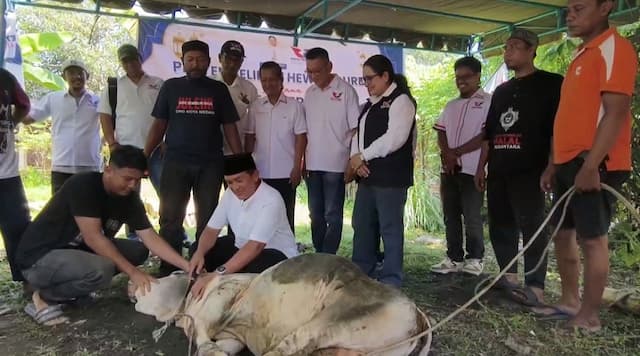 Rayakan Iduladha 1447 H, Perindo Sumut Sembelih Puluhan Hewan Kurban Rayakan Iduladha 1447 H, Perindo Sumut Sembelih Puluhan Hewan Kurban