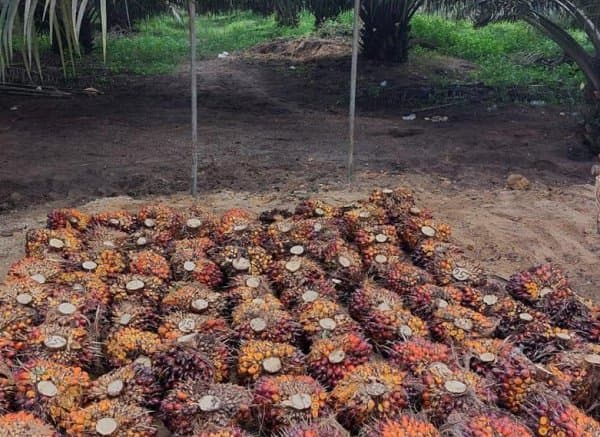 Harga Sawit Sempat Tertekan, PalmCo Jaga Serapan TBS Petani Harga Sawit Sempat Tertekan, PalmCo Jaga Serapan TBS Petani